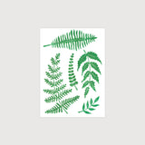 Tetovačky Kapraďomil (papraďové)