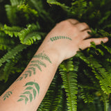 Tetovačky Kapraďomil (papraďové)