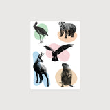 Tetovačky Sliezsky dom - Fauna