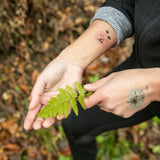 Tetovačky Sliezsky dom - Flóra